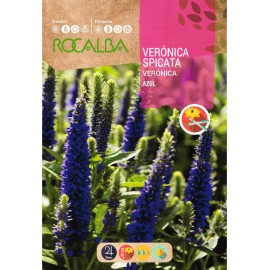 S.VERONICA ROCALBA SPICATA AZUL
