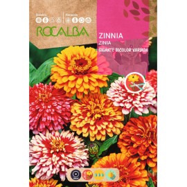 S.ZINIA ROCALBA GIGANTE BICOLOR VARIADA