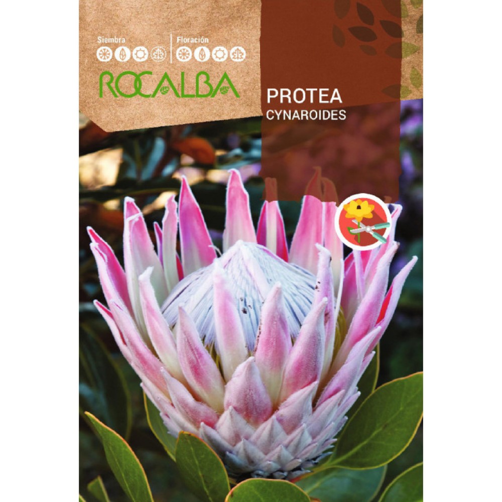 S.PROTEA ROCALBA CYNAROIDES
