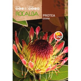 S.PROTEA ROCALBA EXIMIA