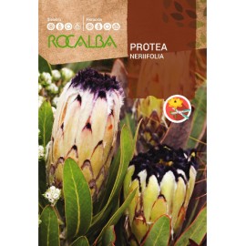 S.PROTEA ROCALBA NERIFOLIA