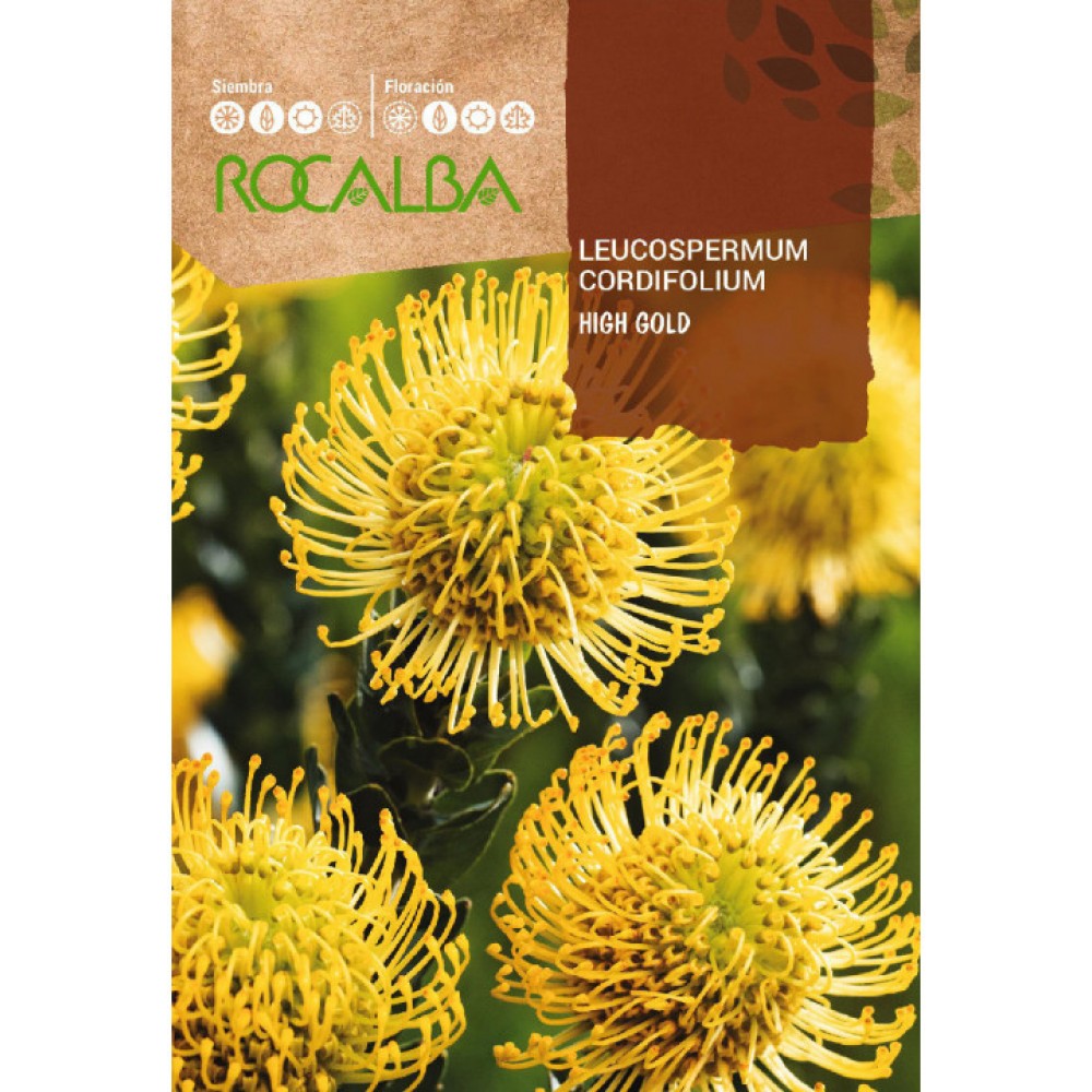 S.PROTEA ROCALBA LEUCOSPERMUM AMARELO