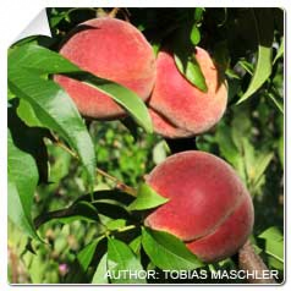 S.ARVORE FRUTO -PESSEGUEIRO EM VASO MARACOTAO ROSA