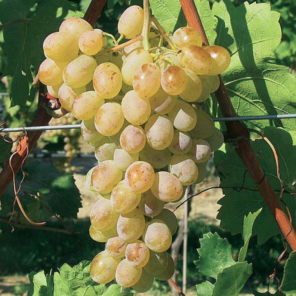 ARVORE FRUTO -VIDEIRA UVA DE MESA DATTIER DE BEYROUTH