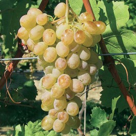 ARVORE FRUTO -VIDEIRA UVA DE MESA DATTIER DE BEYROUTH