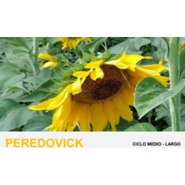 S.GIRASSOL HIBRIDO ROCALBA PEREDOVICK -  10 KG