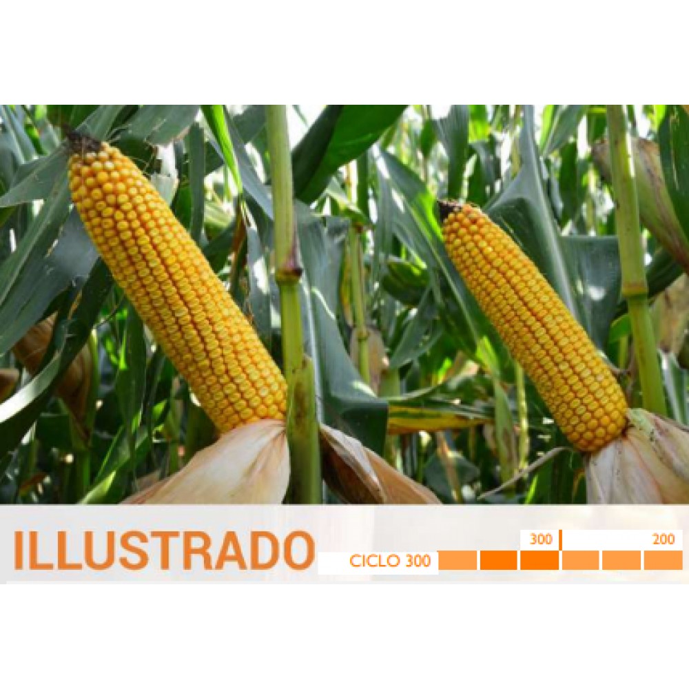 S.MILHO HIBRIDO ROCALBA ILLUSTRADO - CX 2.5 KILOS
