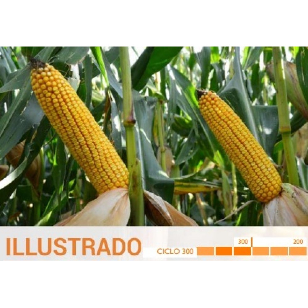 S.MILHO HIBRIDO ROCALBA ILLUSTRADO COM KORIT - 50MGR