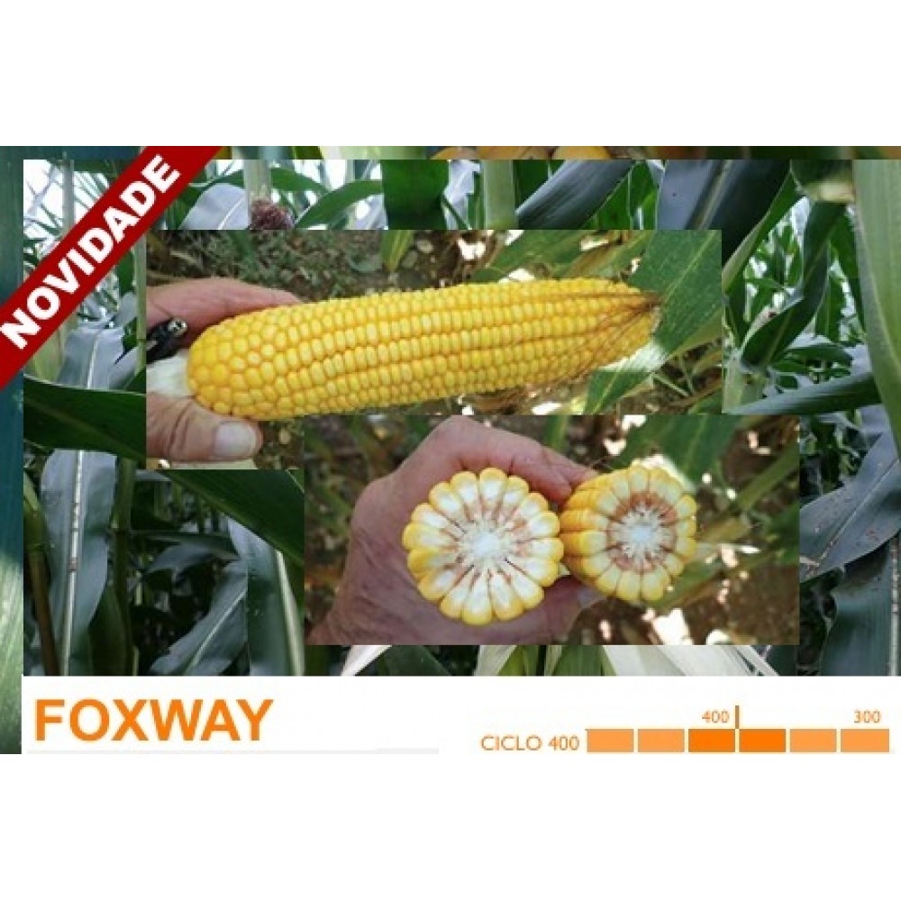 S.MILHO HIBRIDO ROCALBA FOXWAY COM KORIT - 50MGR