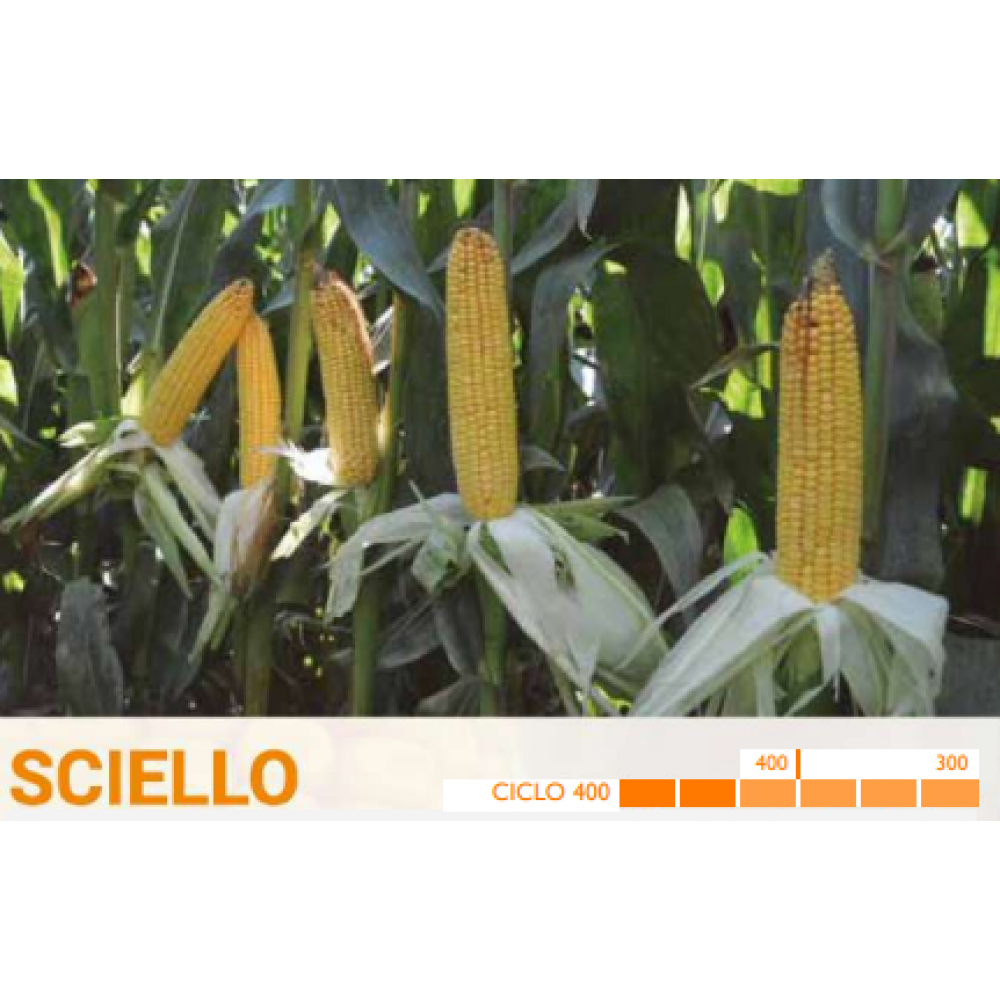 S.MILHO HIBRIDO ROCALBA SCIELLO - 50MGR