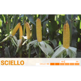 S.MILHO HIBRIDO ROCALBA SCIELLO - 50MGR