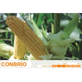 S.MILHO HIBRIDO ROCALBA CONBRIO COM KORIT - 50MGR