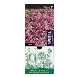 S.BOLBO GR GIPSOFILA ROSA - CAIXA 10 UNIDADES