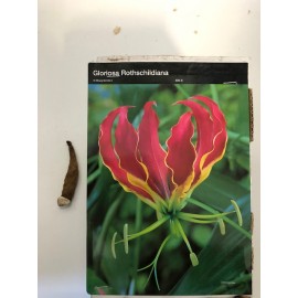S.BOLBO GLORIOSA  - UNIDADE