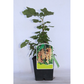 S.ARVORE FRUTO -GROSELHA BRANCA
