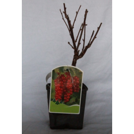 S.ARVORE FRUTO -GROSELHA VERMELHA