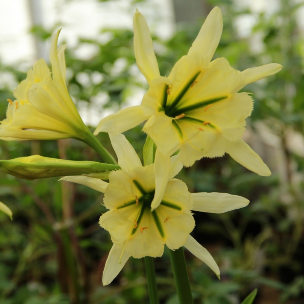 S.BOLBO SAQUETA HYMENOCALLIS SULPHUR - 2 BOLBOS