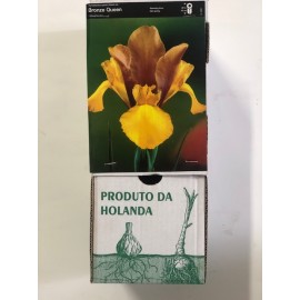 S.BOLBO DC IRIS LIRETES BRONZE -CAIXA 150 UNIDADES