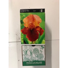 S.BOLBO GR IRIS GERMANICOS - CAIXA  20 UNIDADES