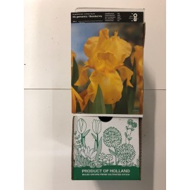 S.BOLBO GR IRIS GERMANICOS - CAIXA  20 UNIDADES