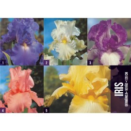 S.BOLBO GR IRIS GERMANICOS - CAIXA  60 UNIDADES