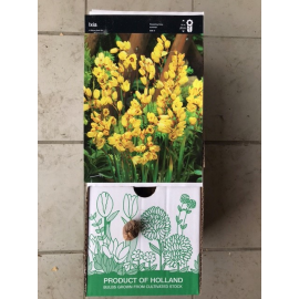 S.BOLBO IXIAS      -UNIDADE