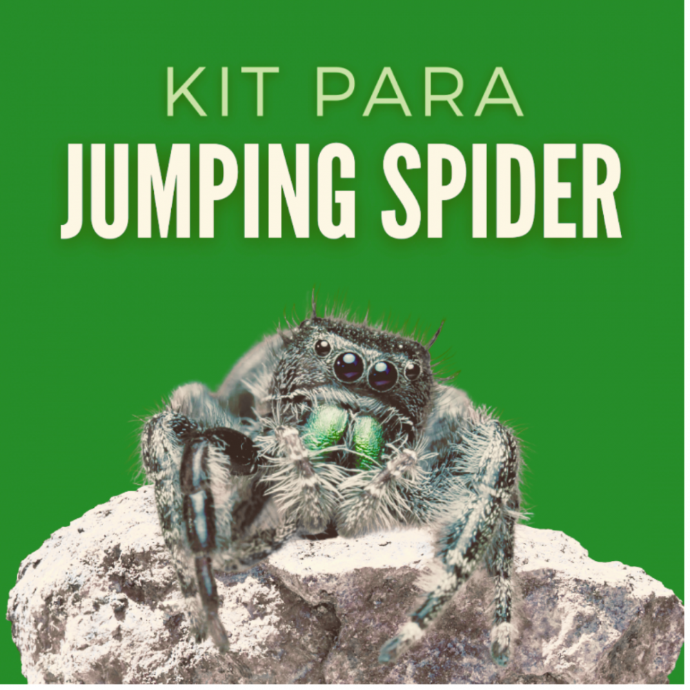 KIT COMPLETO DE MATERIAL TECNICO PARA UMA JUMPING SPIDER
