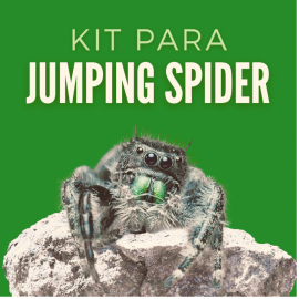 KIT COMPLETO DE MATERIAL TECNICO PARA UMA JUMPING SPIDER