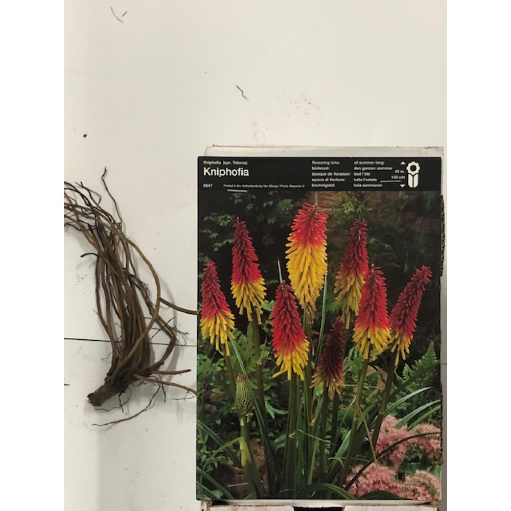 S.BOLBO KNIPHOFIA  - UNIDADE