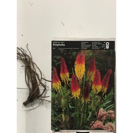 S.BOLBO KNIPHOFIA  - UNIDADE