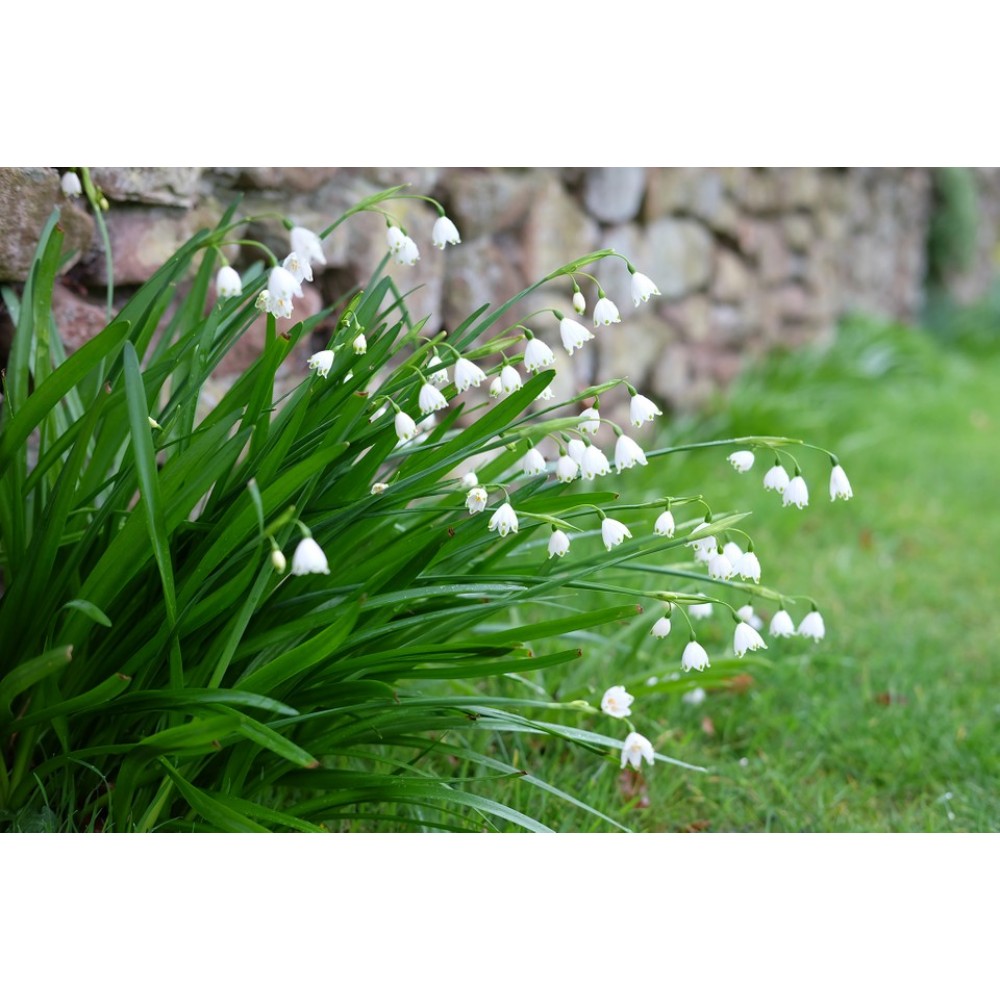 S.BOLBO LEUCOJUM  - CAIXA 150 UNID.