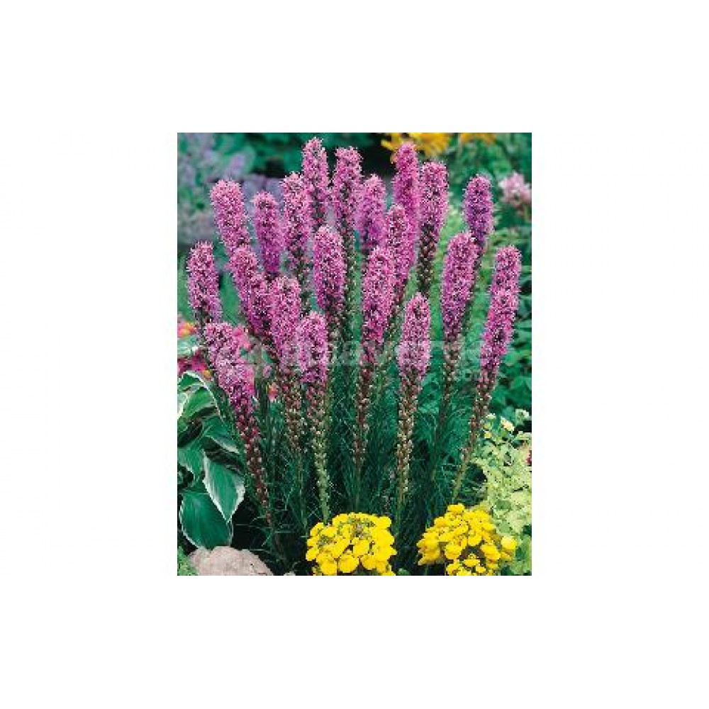 S.BOLBO LIATRIS  - UNIDADE