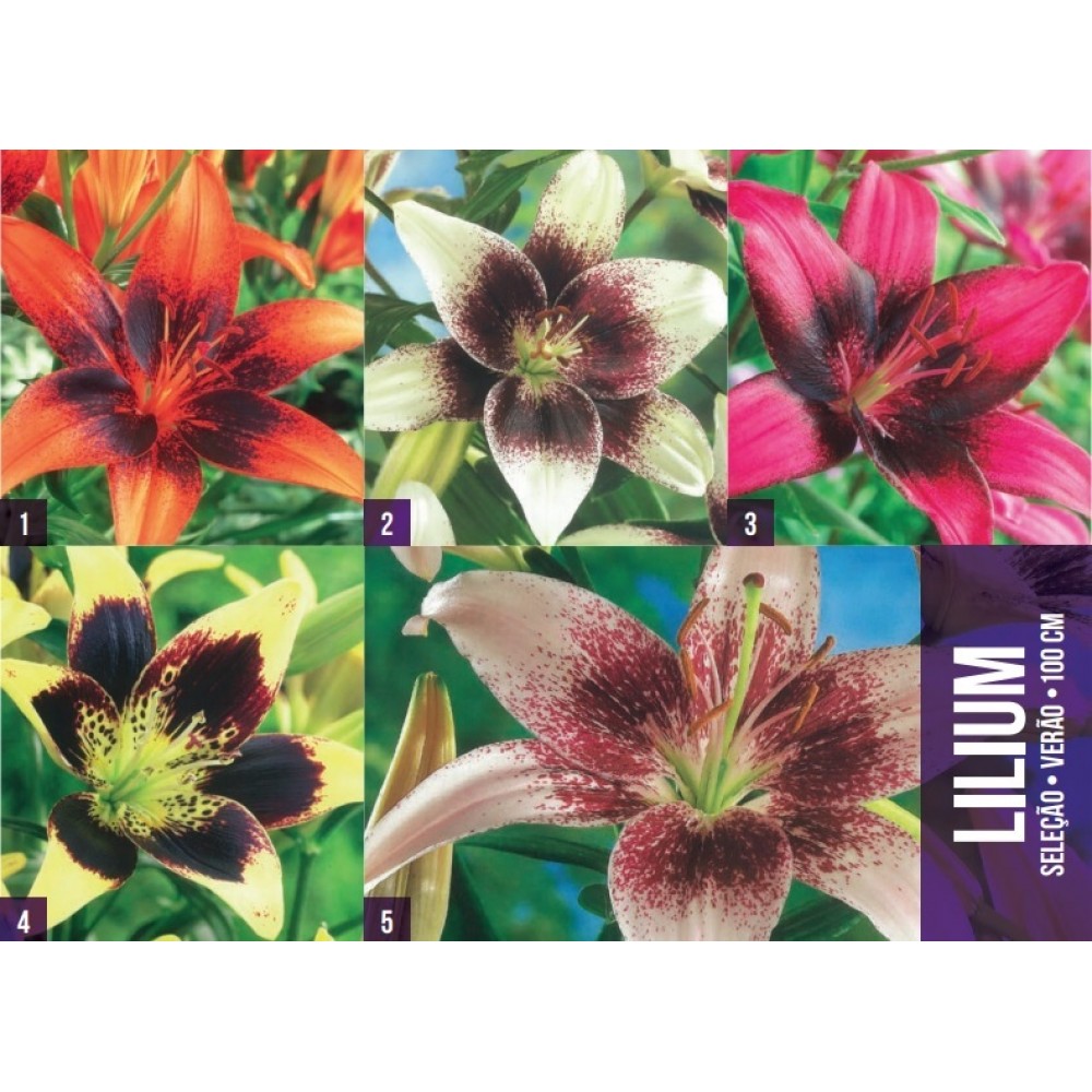 S.BOLBO GR LILIUMS 16/18 SELEÇÃO  - CAIXA  150 UNIDADES