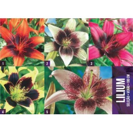 S.BOLBO GR LILIUMS 16/18 SELEÇÃO  - CAIXA  150 UNIDADES
