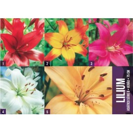 S.BOLBO GR LILIUMS ASIATICOS 14/16 TIPO B  - CAIXA 200 UNIDADES