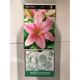 S.BOLBO GR LILIUMS ASIATICOS 14/16 TIPO B - CAIXA  30 UNIDADES
