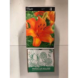 S.BOLBO GR LILIUMS ASIATICOS 14/16 TIPO B - CAIXA  30 UNIDADES