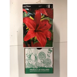 S.BOLBO GR LILIUMS ASIATICOS 14/16 TIPO B - CAIXA  30 UNIDADES