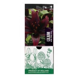 S.BOLBO GR LILIUMS 16/18 NEGRO  - CAIXA  30 UNIDADES