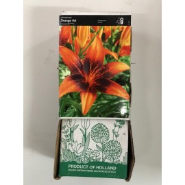 S.BOLBO GR LILIUMS 16/18 SELEÇÃO  - CAIXA  30 UNIDADES