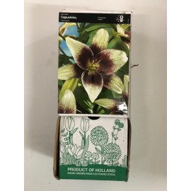 S.BOLBO GR LILIUMS 16/18 SELEÇÃO  - CAIXA  30 UNIDADES