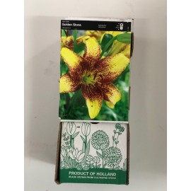 S.BOLBO GR LILIUMS 16/18 SELEÇÃO  - CAIXA  30 UNIDADES