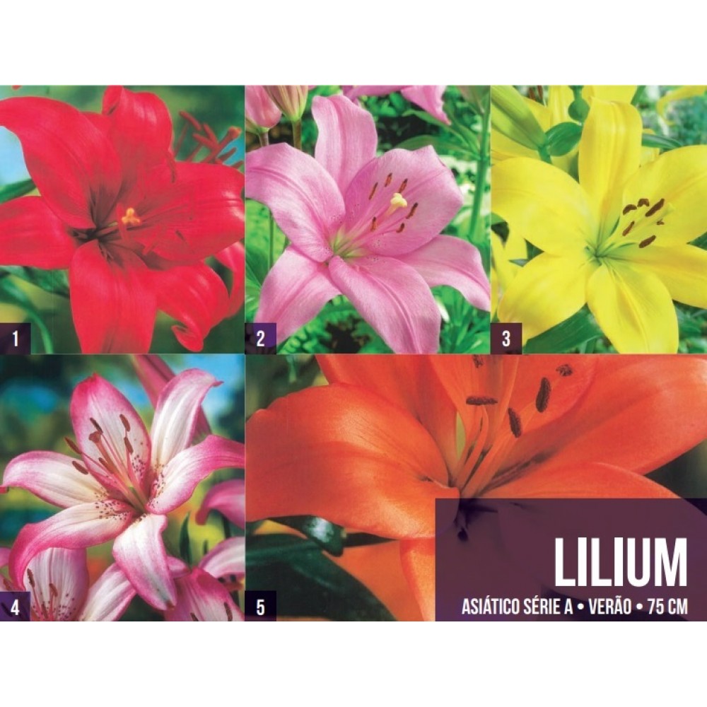 S.BOLBO GR LILIUMS ASIATICOS 14/16 TIPO A  - CAIXA 150 UNIDADES