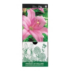 S.BOLBO GR LILIUMS ASIATICOS 14/16 TIPO A - CAIXA  30 UNIDADES