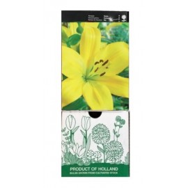 S.BOLBO GR LILIUMS ASIATICOS 14/16 TIPO A - CAIXA  30 UNIDADES