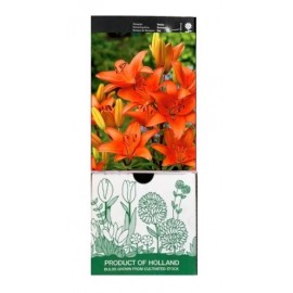 S.BOLBO GR LILIUMS ASIATICOS 14/16 TIPO A - CAIXA  30 UNIDADES