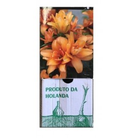 S.BOLBO GR LILIUMS ASIATICOS DOBRADOS 16/18 - CAIXA  20 UNIDADES