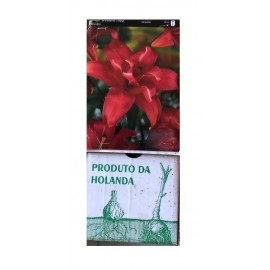 S.BOLBO GR LILIUMS ASIATICOS DOBRADOS 16/18 - CAIXA  20 UNIDADES