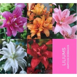 S.BOLBO GR LILIUMS ASIATICOS DOBRADOS 16/18 - CAIXA  50 UNIDADES