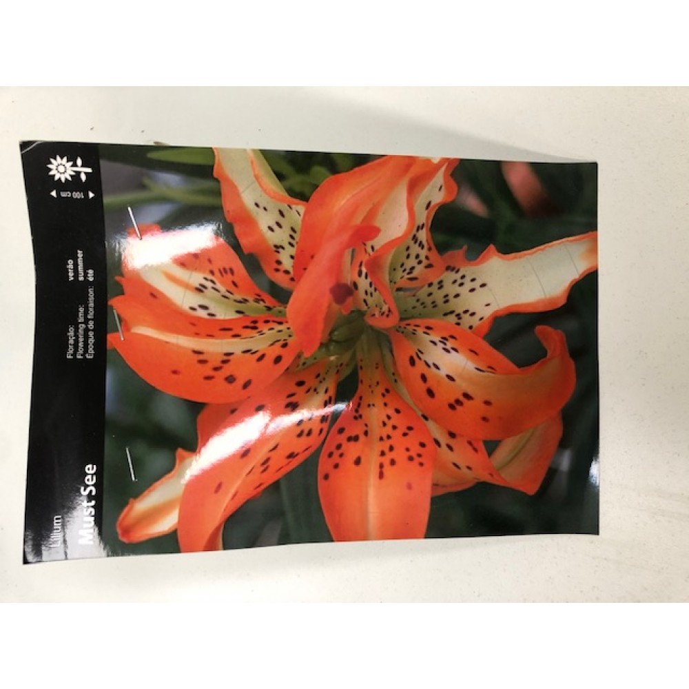 S.BOLBO SAQUETA LILIUM DOBRADO - 1 BOLBO
